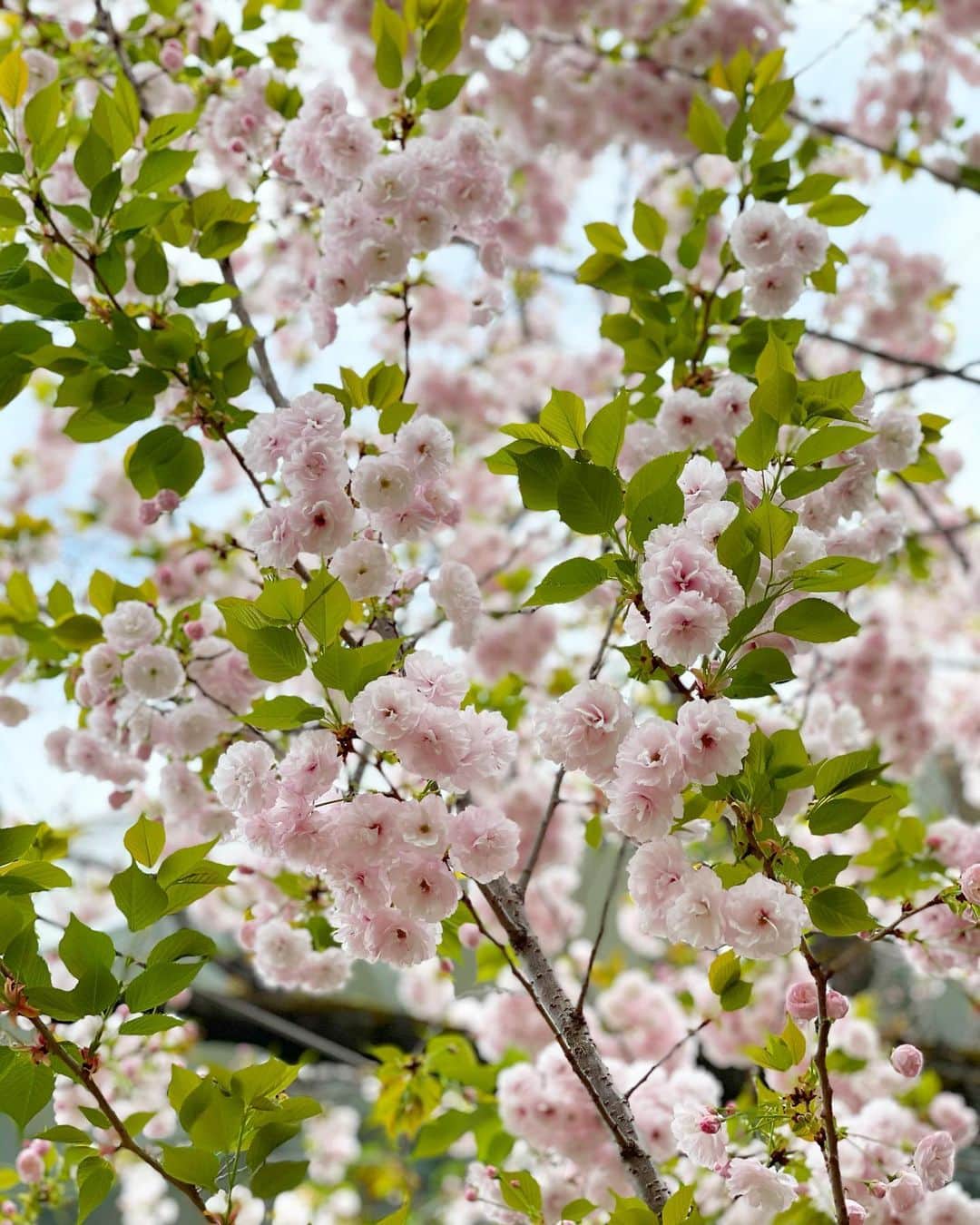 神崎恵さんのインスタグラム写真 - (神崎恵Instagram)「今週も、毎日撮影をしていました。 花曇りの今日。 スタジオから見えた🌸 ぽわんぽわんと弾むように桜く姿。 かわいいなぁ。 今週も、お疲れ様でした😌」4月2日 18時16分 - megumi_kanzaki