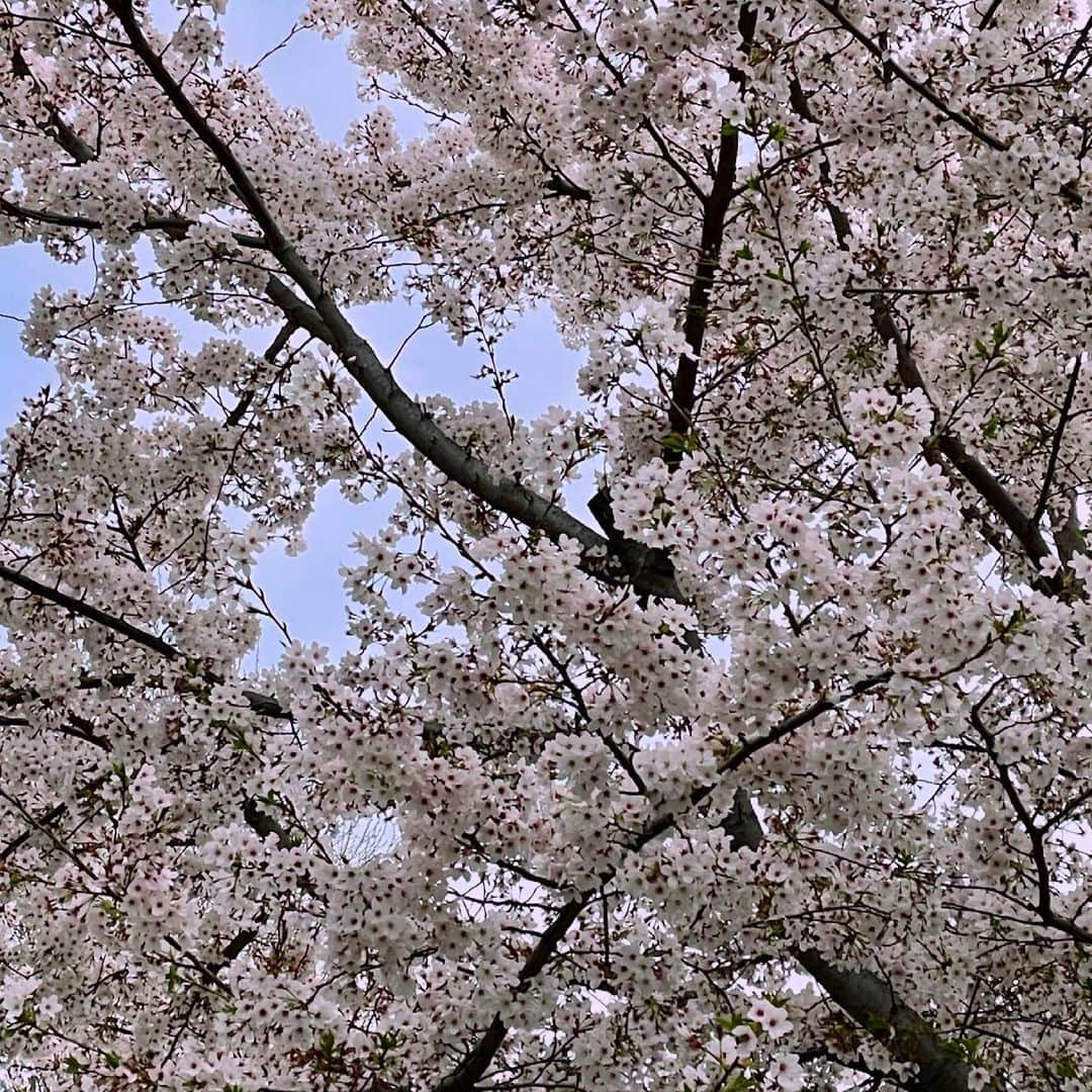 林田真尋さんのインスタグラム写真 - (林田真尋Instagram)「🌸」4月2日 18時26分 - _mahirohayashida