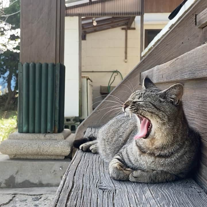 8282のインスタグラム：「ハルウララ ・ ・ ・ #僕らの居場所は言わにゃいで #カワイイだけが猫じゃない #cat#animal#gato #ねこ#猫#東京カメラ部 #IGersJP#nekoclub#NEKOくらぶ #catlover#catloversclub #写真撮ってる人と繋がりたい ・ ☆非演出のススメ☆」