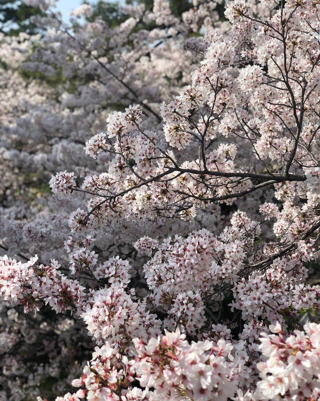 月央和沙さんのインスタグラム写真 - (月央和沙Instagram)「* ああ、美しい😭✨ .  日本の宝。 . 桜と🌸蘭寿とむさま🙏🏻✨  .  #贅沢すぎるお散歩 #蘭寿とむさまと #桜 #2021」4月2日 18時45分 - kazusa_tsukio