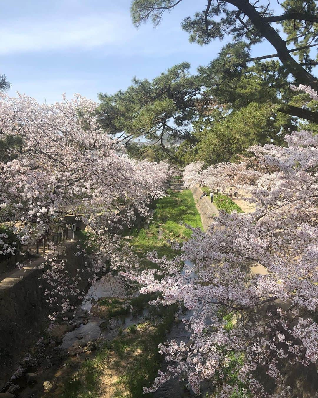 月央和沙さんのインスタグラム写真 - (月央和沙Instagram)「* ああ、美しい😭✨ .  日本の宝。 . 桜と🌸蘭寿とむさま🙏🏻✨  .  #贅沢すぎるお散歩 #蘭寿とむさまと #桜 #2021」4月2日 18時45分 - kazusa_tsukio