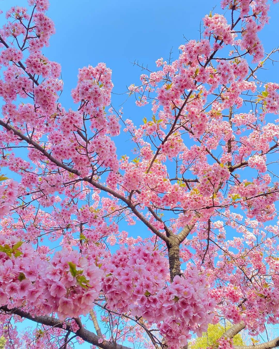 木下彩音さんのインスタグラム写真 - (木下彩音Instagram)「4月になりましたね🌱  私は無事大学4年生になりました！ 新年度、皆さんにとって素敵な日々になりますように…☺︎  いつかの綺麗な桜〜🌸」4月2日 19時01分 - ayane.kinoshita