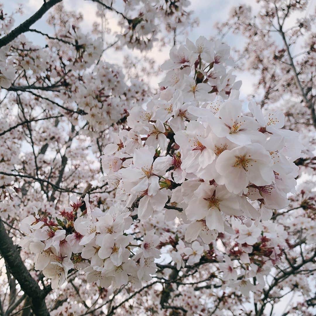 小原春香のインスタグラム：「#桜」