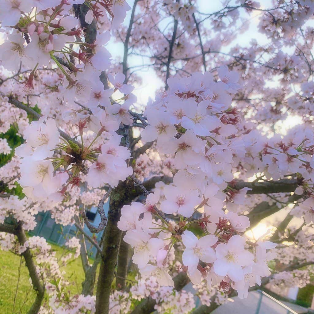 小原春香のインスタグラム：「#桜」