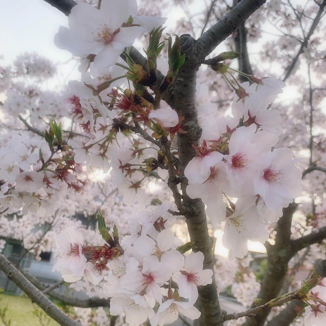 小原春香のインスタグラム：「#桜」
