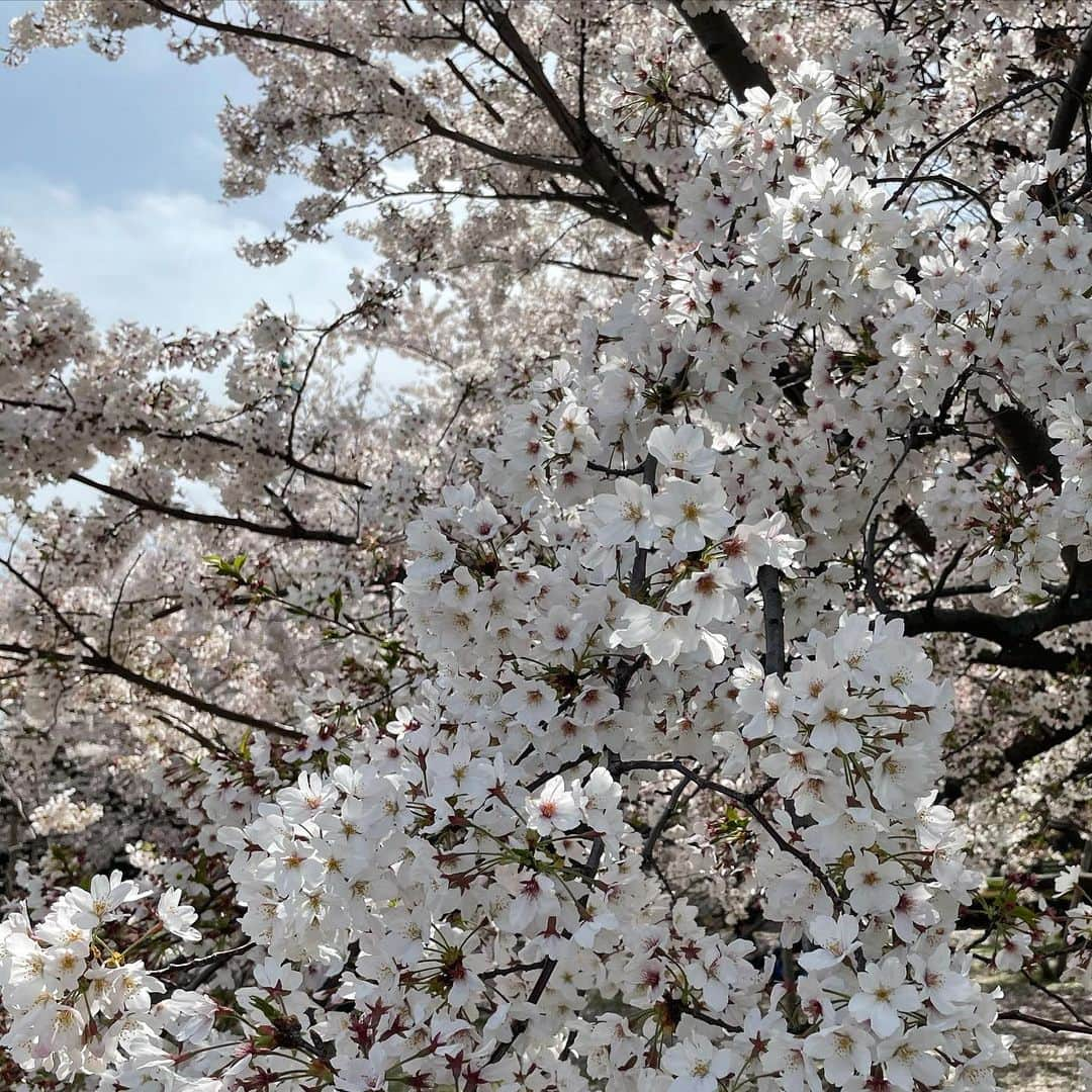 前田俊さんのインスタグラム写真 - (前田俊Instagram)「🌸」4月2日 19時21分 - maeda__shun