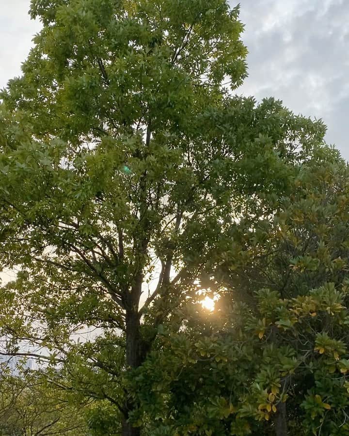 のインスタグラム：「✨🌳☀️癒」