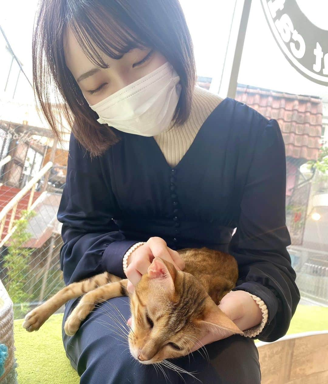 新谷姫加さんのインスタグラム写真 - (新谷姫加Instagram)「猫に囲まれてきました、猫は人間に癒しを与えてるので存分に食べて寝て遊んで頂きたい。 声が赤ちゃんをあやす時の声になりがち。」4月2日 19時38分 - hime._.gram