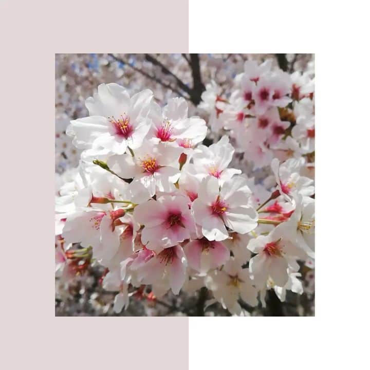 ニコ編みのインスタグラム：「わ～、きれいだ～😍  #お花見  #春が好き」