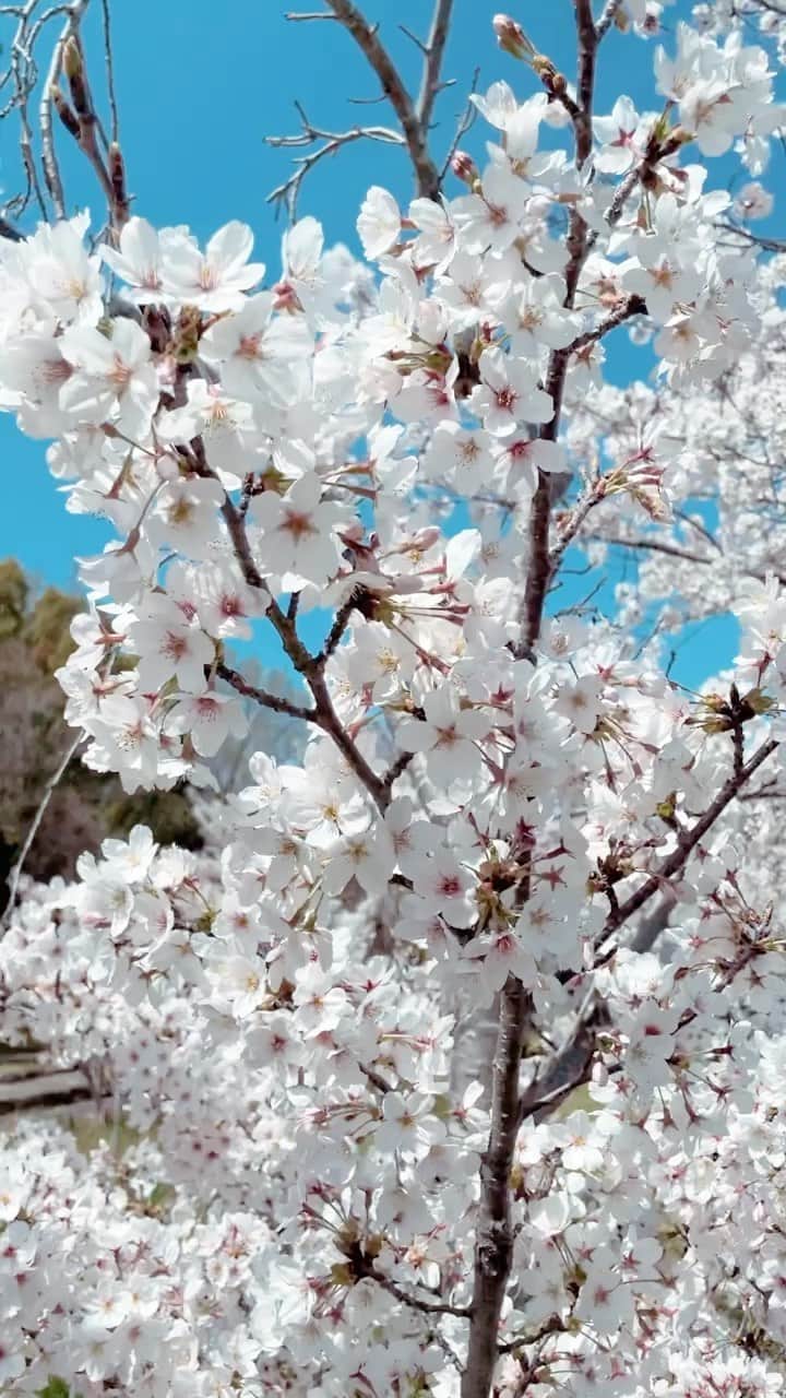 工藤めぐみのインスタグラム：「🌸  Cerejeira do Japão é muito bonita  e satisfeita o nosso coração🥰  ーーーーーーーーーーーーーーーー  大好きで大好きで仕方ない桜🌸 どうしてこんなにも愛おしいんだろう。。🤔🕊💕  どんな状況下でも綺麗な花を咲かせる桜🌸　 最後の桜吹雪も綺麗でした✨ ． ． ． ． ． #桜　#さくら　#sakura #cherryblossom  #あいみょん  #megumikudo #工藤めぐみ」