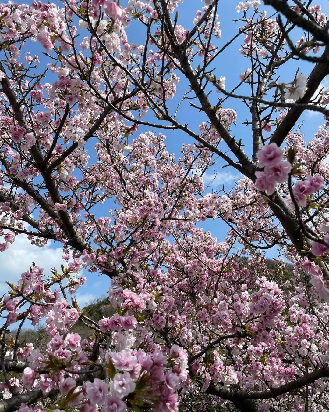 のインスタグラム：「桜🌸﻿ ﻿ #今年も﻿ #美しい #桜﻿ #見ることができて﻿ #よかった #花びらが﻿ #風に舞い散る﻿ #儚い」