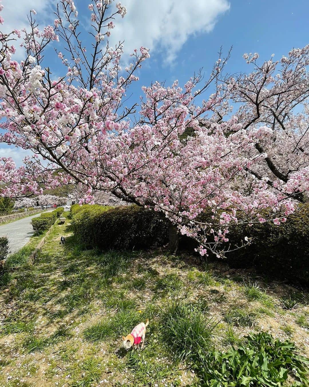 山田佳子さんのインスタグラム写真 - (山田佳子Instagram)「桜を愛でながら、今朝のお散歩😊﻿ ﻿ #桜﻿ #キレイ﻿ #今年も﻿ #見ることができてよかった  #風が吹くたび #桜の花びら #舞い散る #🌸🌸」4月2日 21時10分 - yoshiko117