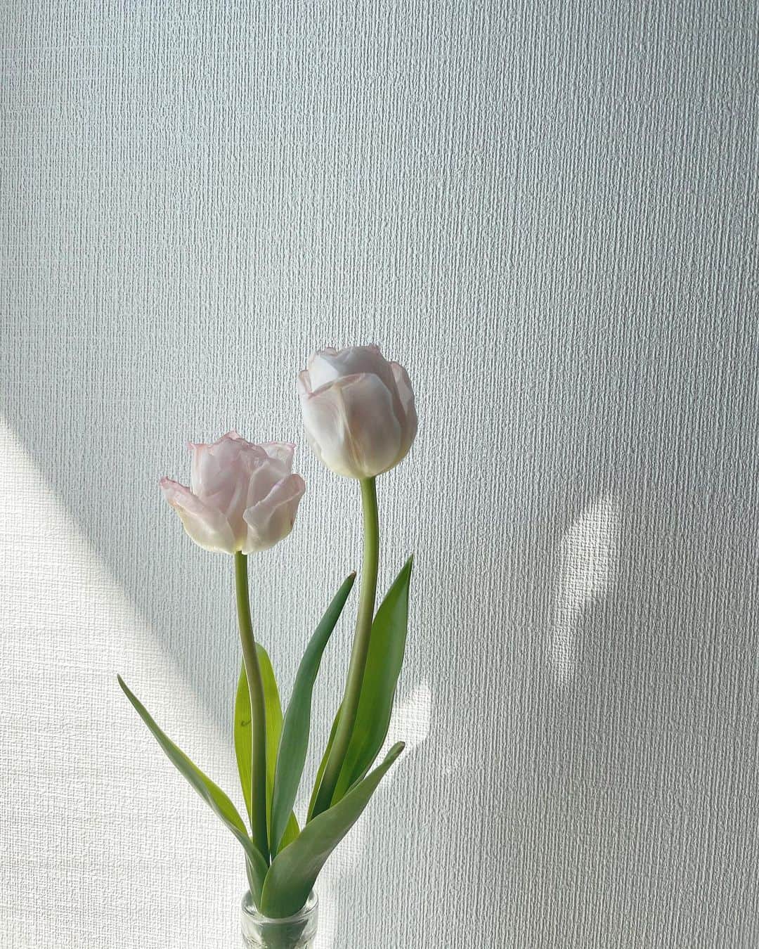 都築青空さんのインスタグラム写真 - (都築青空Instagram)「🌷🌷」4月2日 21時14分 - aozora723