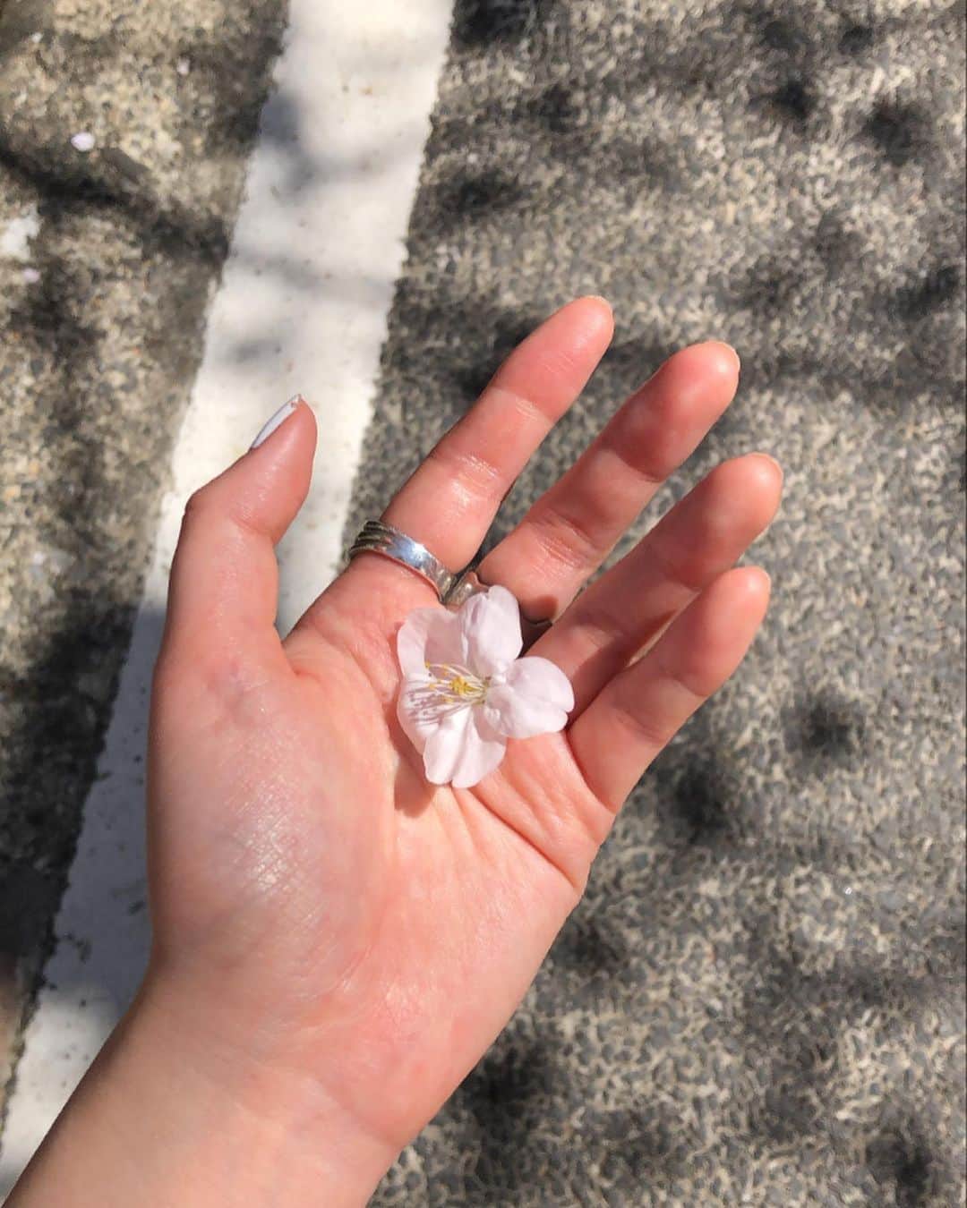 松元環季さんのインスタグラム写真 - (松元環季Instagram)「さっき中目黒いったら全部葉桜になってて悲しかった、、  ついでに他の写真もドボン。」4月2日 21時30分 - tamaki__matsumoto