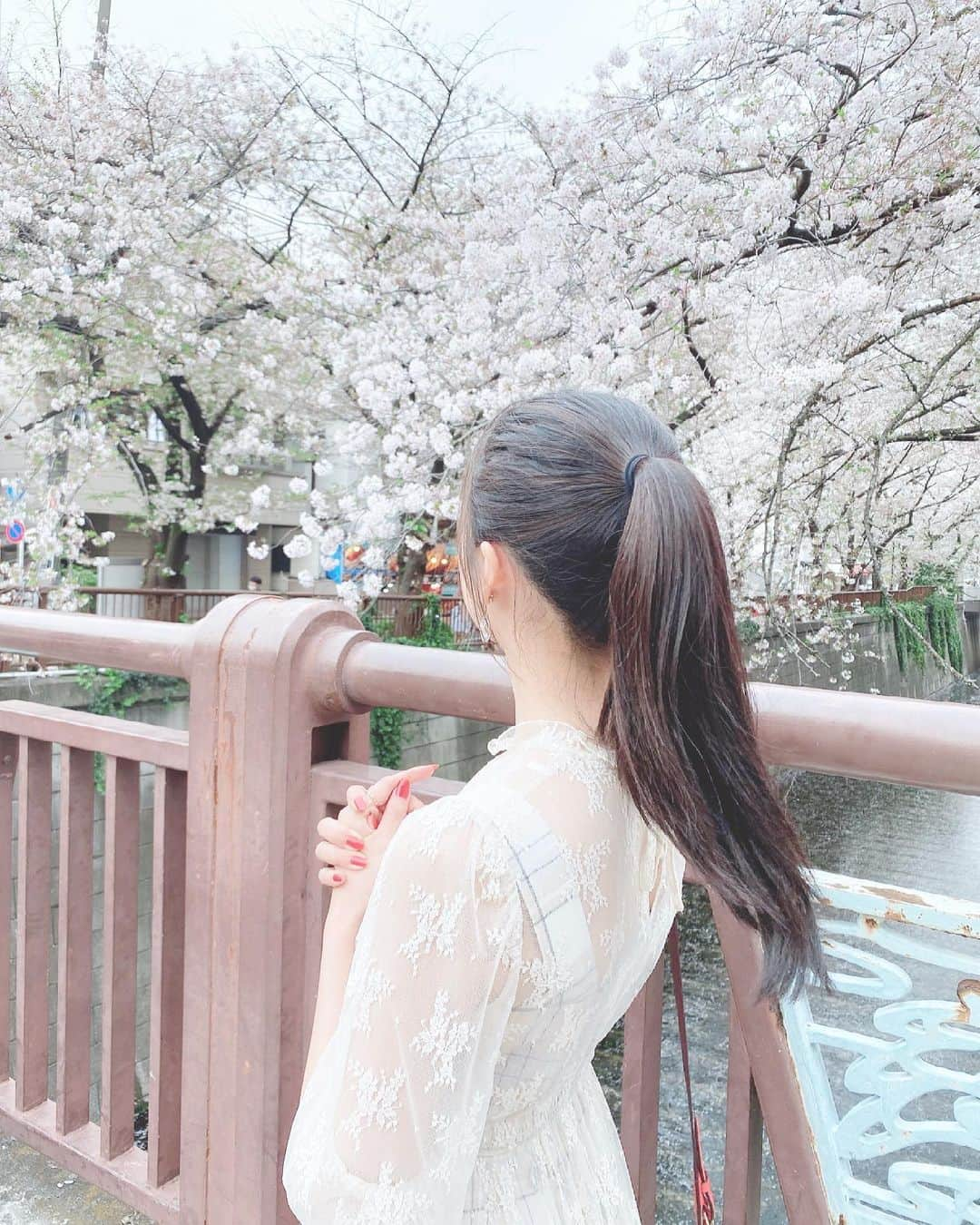 四島早紀のインスタグラム：「今年の桜綺麗でした🌸  花びらヒラヒラ~て落ちてきてて 幻想的すぎて感動☺️🌸 ポニーテール が風になびいてたよ🍃  今年も桜見れて良かった( ˙༥˙ )🌸  #Instagram #instagood #東京 #中目黒 #桜 #桜並木 #fff #likes #likeforlikes #japanese #japanesegirl  #tokyo #sakura #ポニーテール #黒髪 #黒髪ロング #ポートレート #他撮り #🌸 #👗 #ワンピース」