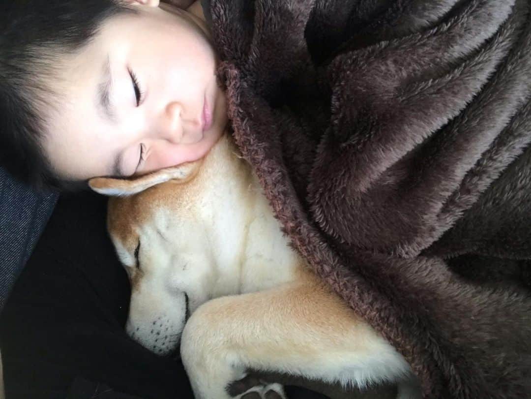 高橋みゆきのインスタグラム：「癒しの2人🐶💕👦 #昼寝時　#夜もこんなで　#クラ吉どんだけ好きよ　#母ちゃんとクラ吉取り合い」