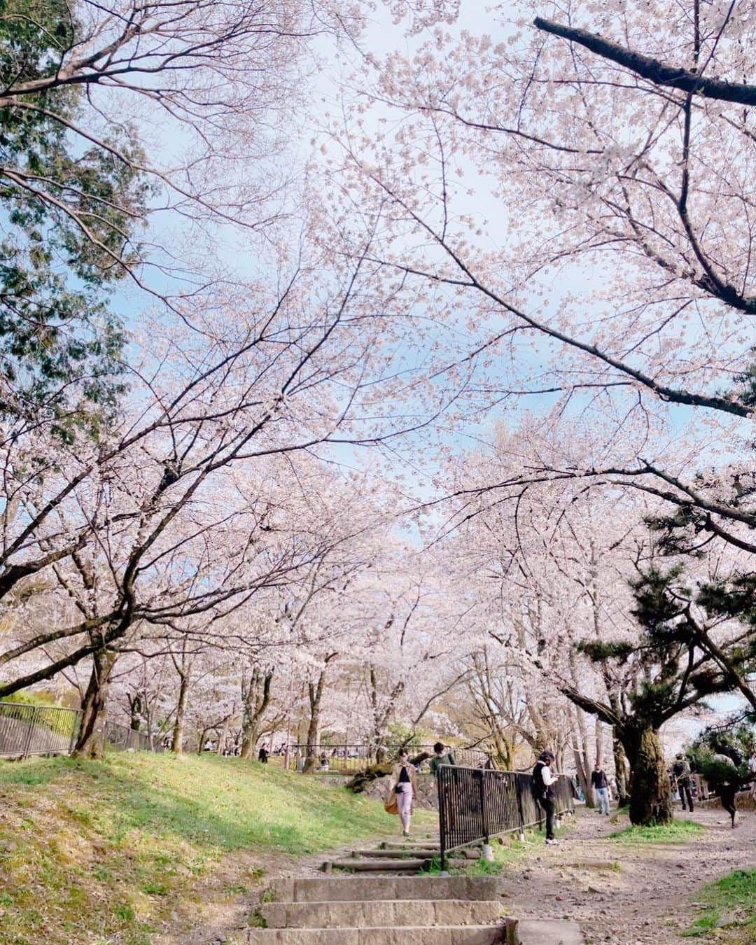 音無のぞみのインスタグラム：「#蹴上インクライン 🌸               #京都観光 #京都桜 #桜 #京都 #お花見 #桜並木 #蹴上 #京都カフェ #kyotopi #kyoto #l4l #sakura2021 #sakurablossom #쿄토 #벚꽃 #데이트 #日常攝影 #樱花」