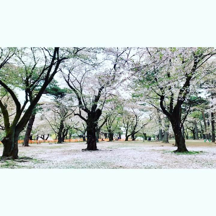 七瀬遥のインスタグラム：「桜吹雪🌸🌸🌸  凄〜く綺麗だったょーーー✨✨😊☺️😆✨✨  今日も、この写真から  『無条件の愛と祝福のエネルギー🌸』  が流れるように設定しました👍  良かったら受け取ってくださいね🤗✨  「受け取る」と意図してもらうだけで流れるように設定しています✨  #桜#桜吹雪#綺麗#春#happy #beautiful#fun#good#friend#family#love#happiness#good#smile#tokyo#japan」
