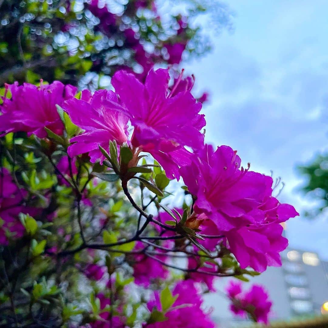吉井明子さんのインスタグラム写真 - (吉井明子Instagram)「通勤の途中に… 鮮やかで綺麗な色。  春が駆け足で進んでいく〜✨✨✨  衣装の写真はまた後で…  #気象予報士 #気象キャスター #weatherforecaster #기상캐스터　#吉井明子」4月3日 2時28分 - akiko_yoshii_sunny_rain
