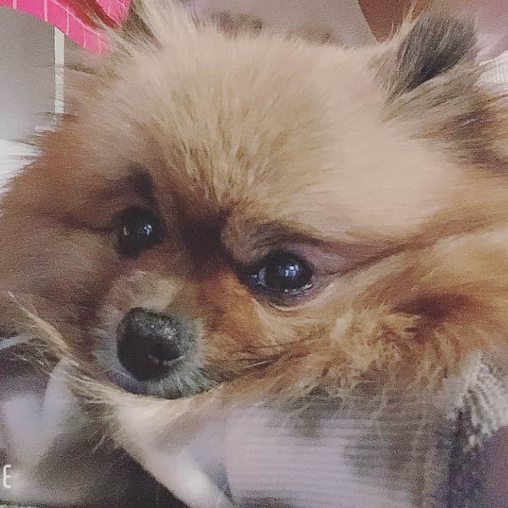 大谷雅恵のインスタグラム：「ストレスがたまるとベッドの下に入っていっちゃうくるみが最近自分から側に寄ってきてくれて嬉しい❤︎  いつも一緒に居てくれてありがとう。  #ポメラニアン #pomeranian  #lovedogs  #dogismylife  #愛犬 #くるみ」