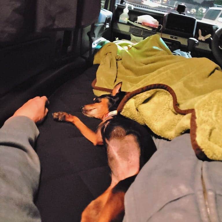 小田原ドラゴンのインスタグラム：「幅の狭い敷布団。犬に真ん中取られて辛い‥ #日本一周 #小田原ドラゴン #今夜は車内でおやすみなさい」
