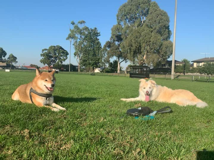 Shibainu Pontaのインスタグラム：「☀️   #メルボルン」