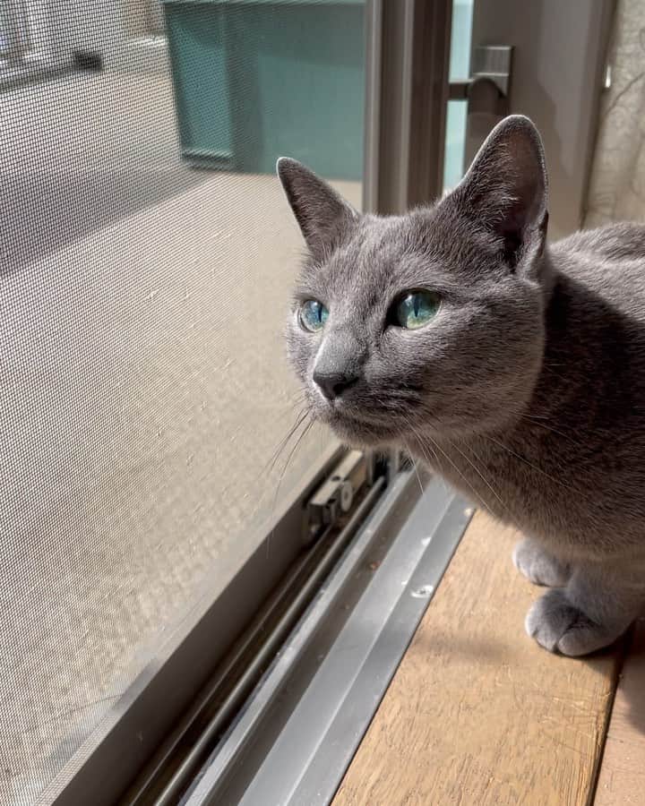 Hari?のインスタグラム：「念入りにパトロール中(観てるだけ😽) クンクンキョロキョロムムッ！ 一瞬、何見てんのよって顔されたw . #土曜日の朝 #happycaturday #azumi #猫動画　#catvideo  .  #cat #russianblue #猫 #ねこ #ロシアンブルー #chat  #gato #greycat  #greeneyes #emeraldeyes #ふわもこ部 #にゃんすたぐらむ  #みんねこ  #INSTACAT_MEOWS #catstocker #meowsandwoofs #excellent_cats #meowvswoof  #TopCatPhoto  #cutepetclub #IgAnimal_Snaps #cat_features #bestmeow #petoftoday」