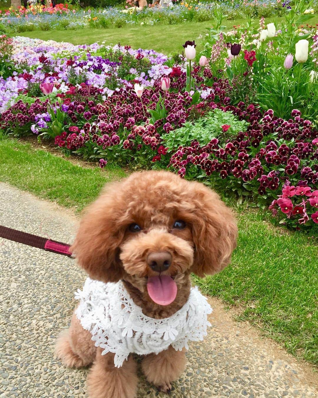知念芽衣さんのインスタグラム写真 - (知念芽衣Instagram)「なんだか、 艶やかな我が娘が撮れました📸✨  #里山ガーデン」4月3日 20時49分 - meichinen