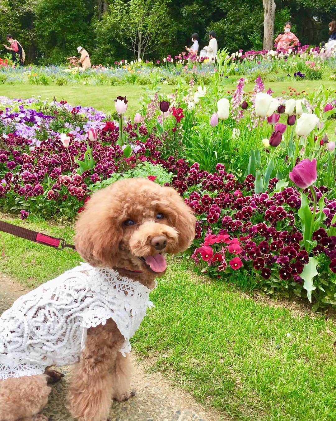 知念芽衣さんのインスタグラム写真 - (知念芽衣Instagram)「なんだか、 艶やかな我が娘が撮れました📸✨  #里山ガーデン」4月3日 20時49分 - meichinen