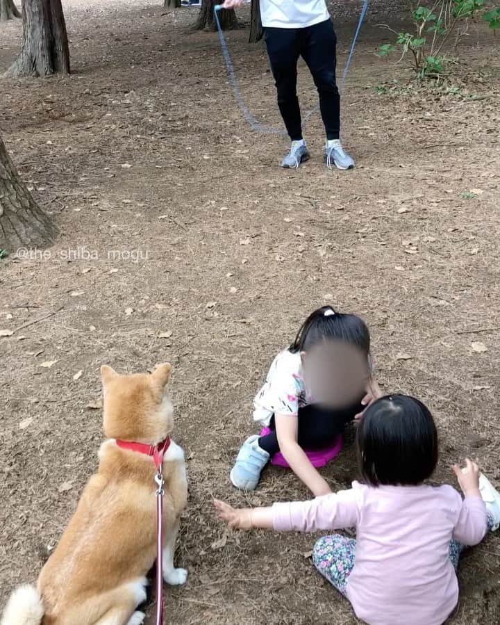 Moguのインスタグラム：「. 公園で遊ぶ子分達と縄跳びの練習をする飼い主を見守ったなの。 #もぐの休日 #すでにもぐには暑く夏バテ . @the_shiba_mogu  #柴犬 #shibainu #shiba#赤柴 #redshiba#犬 #dog#しばいぬ#nannydog#犬と子供#子供と犬#柴犬と子供#柴#赤ちゃんと犬#犬と赤ちゃん#柴犬と赤ちゃん#赤ちゃんと柴犬#柴犬のいる暮らし#子守犬」