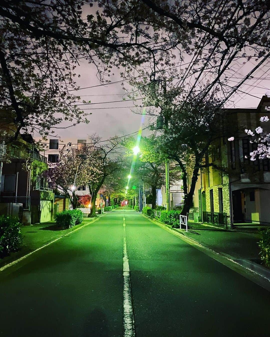 田中杏子さんのインスタグラム写真 - (田中杏子Instagram)「あと何回、🌸桜を愛でられるかなぁ🌸💕 散歩しながらの夜桜見物、大好きです。  不思議と、昨日は人っ子ひとりいなかった🤔 なんでかな。  #akotanaka #夜桜見物」4月3日 20時07分 - akoakotanaka