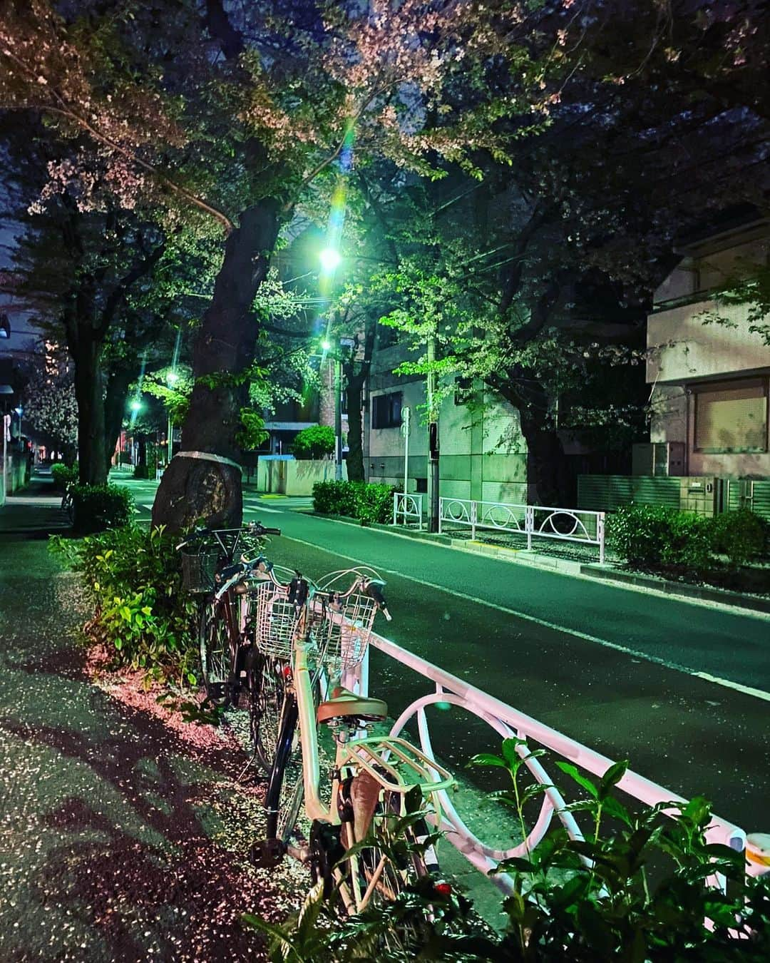 田中杏子さんのインスタグラム写真 - (田中杏子Instagram)「あと何回、🌸桜を愛でられるかなぁ🌸💕 散歩しながらの夜桜見物、大好きです。  不思議と、昨日は人っ子ひとりいなかった🤔 なんでかな。  #akotanaka #夜桜見物」4月3日 20時07分 - akoakotanaka