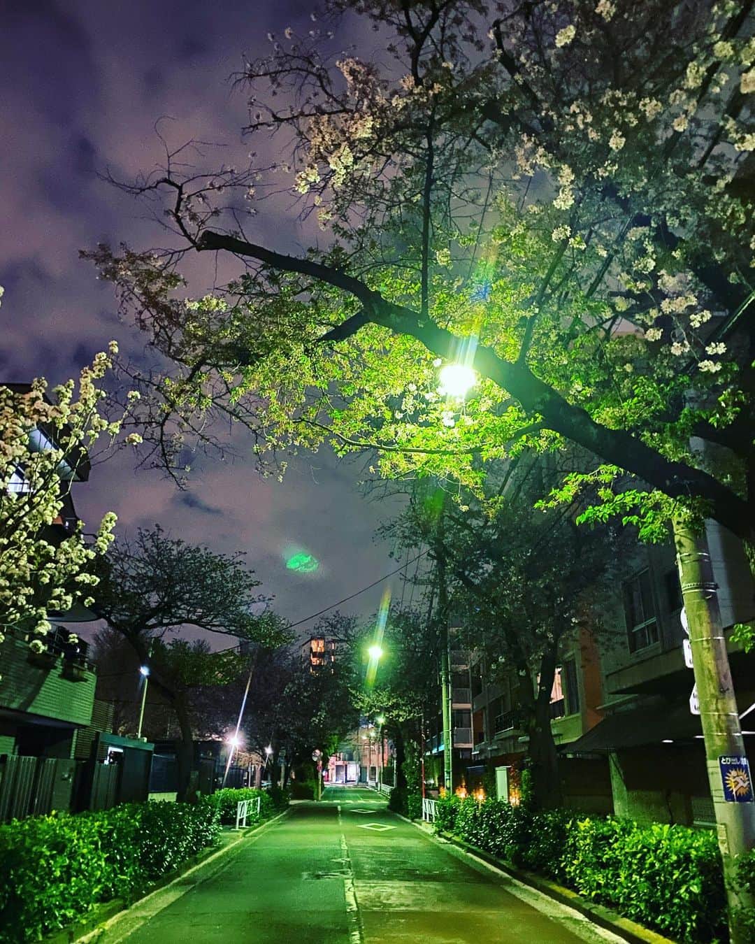 田中杏子さんのインスタグラム写真 - (田中杏子Instagram)「あと何回、🌸桜を愛でられるかなぁ🌸💕 散歩しながらの夜桜見物、大好きです。  不思議と、昨日は人っ子ひとりいなかった🤔 なんでかな。  #akotanaka #夜桜見物」4月3日 20時07分 - akoakotanaka