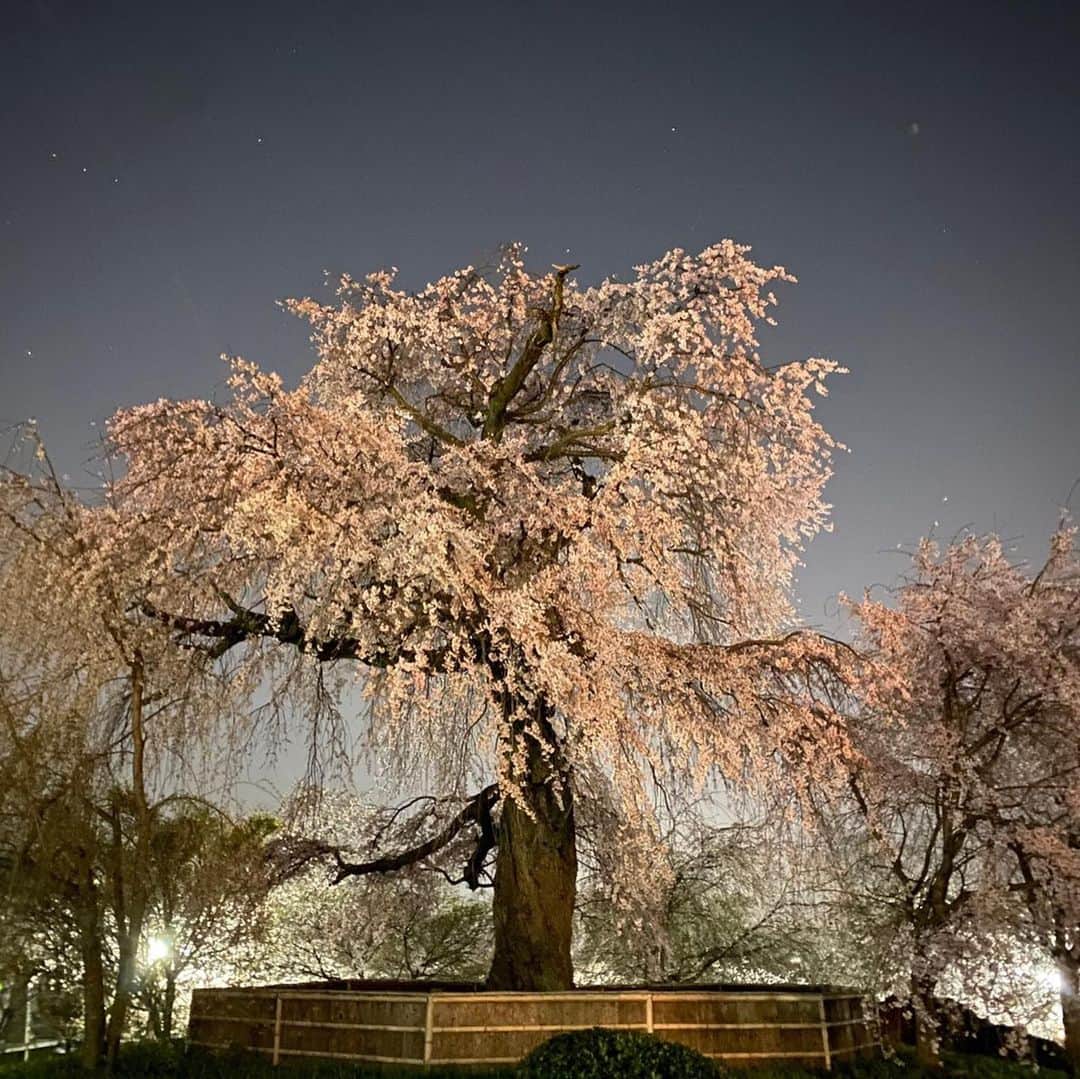 西川史子さんのインスタグラム写真 - (西川史子Instagram)「林真理子さんから頂いた、京都知恩院の桜です🌸🌸🌸 心が洗われますね。 #林真理子さん#桜#お花見#知恩院」4月3日 20時25分 - dr.ayako_nishikawa