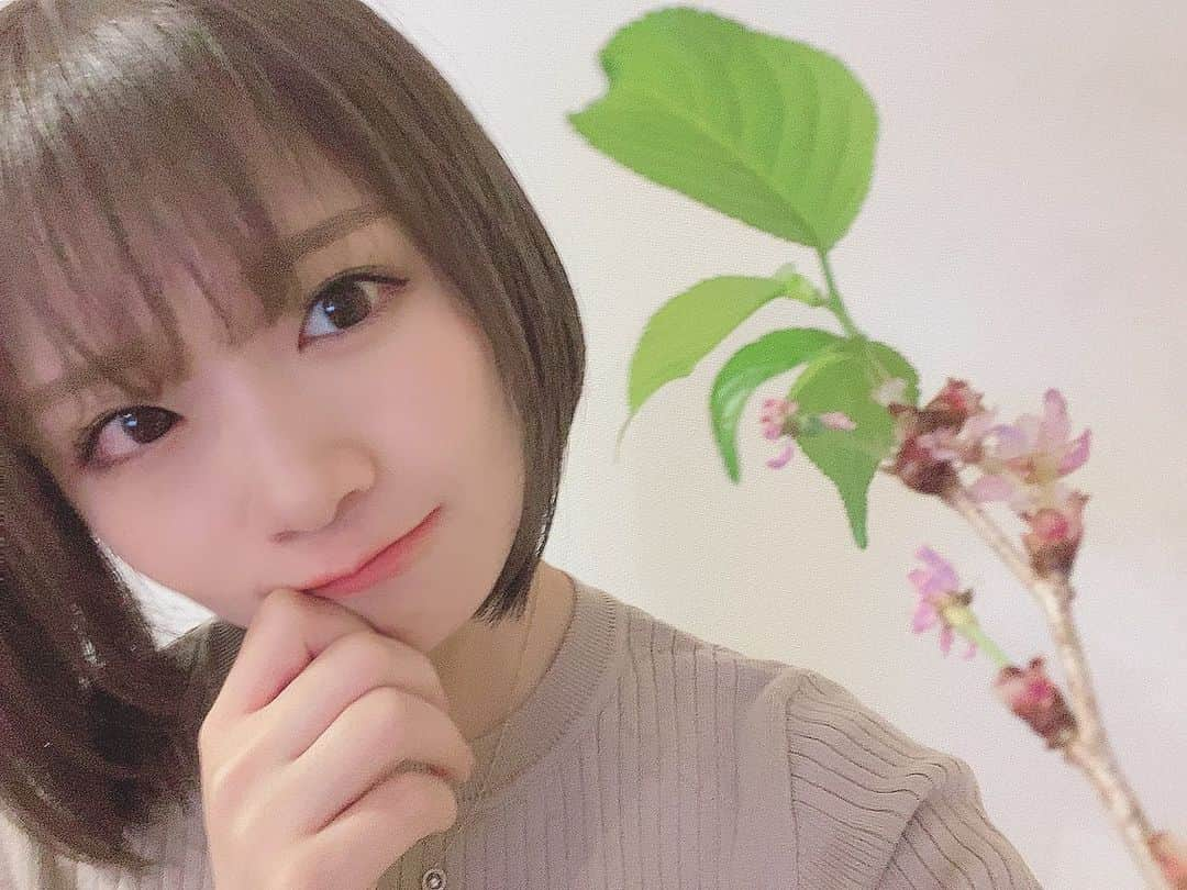 秋元真夏さんのインスタグラム写真 - (秋元真夏Instagram)「.  桜を大事に育ててたら 葉桜に🌸🍃  新しい葉っぱってこんなに うるうるしてるの🥺  #🌸」4月3日 20時39分 - manatsu.akimoto_official