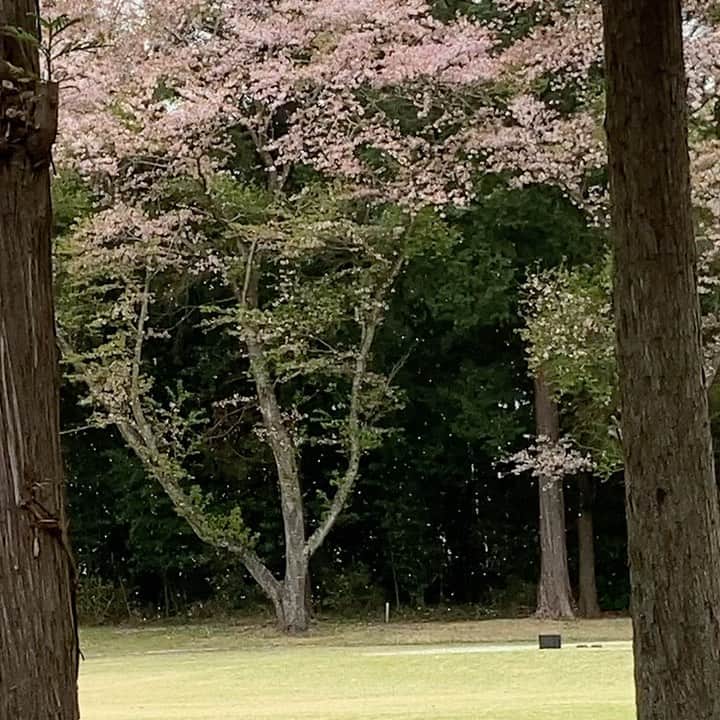 福田葉子のインスタグラム：「はらはらと舞う桜吹雪。ダイヤモンドダストのようにきらめいて。ゴルフやめてずっと観ていたかった。 #cherryblossom #beautiful #peaceful #spring #桜　#桜吹雪　#ゴルフ場　#春」