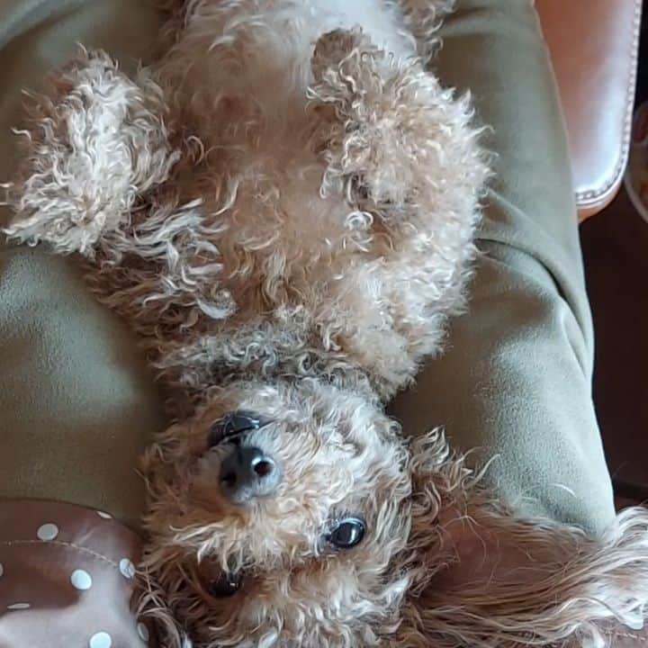竹内都子のインスタグラム：「家のチャオさん  ショパンを聞きながら優雅なひととき😊  #トイプードル女の子 #ショパン #別れの曲 #あおむけで寝る犬」
