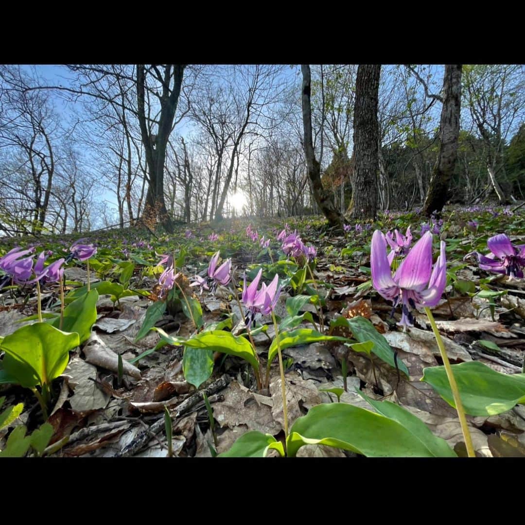 のインスタグラム：「【矢ばなの里のカタクリ群生地✨】越前大野城の北に広がる田園地帯を抜けた先、里山の麓にある「矢ばなの里」では３ヘクタールの敷地内に100万本のカタクリが自生していて、ただ今ちょうど見頃です✨ 園内には地元住民によって整備された遊歩道があり、可憐に薄紫の花を咲かせたカタクリの花に彩られた里山をゆっくり散策出来るようになっています。 また、敷地内には神代曙桜や江戸彼岸桜など多様な桜400本余りも植栽されているので、比較的長い間桜の花も楽しめます。  ♦︎スポット情報 ・入園料（環境協力金）：中学生以下／無料、高校生以上300円 ・開園時間：9:00〜16:00 ・駐車場：有 ・カタクリは山の斜面に自生しておりますので、お越しの際は歩きやすい靴や服装でお越し下さい。（オススメはハイキング用の服装） ♦︎アクセス ・JR越前大野駅より車で約10分 ・JR牛ヶ原駅より徒歩15分 * * ■THE GATE 営業時間 11:00〜19:00 (水曜定休) 福井県福井市定正町1216 TEL 0776-97-8848 * * #THEGATE  #アウトドア #アウトドアショップ #アウトドアファッション #キャンプ #キャンプギア #ハイキング #福井  #カタクリ #越前おおの #結の故郷」