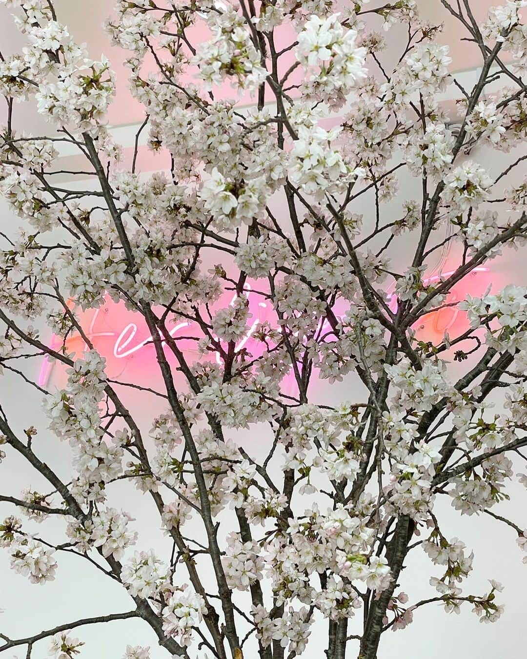 小嶋陽菜さんのインスタグラム写真 - (小嶋陽菜Instagram)「今年は会社でお花見&入社式をしました🌸 オフィスに大きい桜を飾ってもらってとっても綺麗でした〜☺️春夏お客様に楽しんでいただくために毎日準備をしています！昨日はこの桜&座敷スタイルでMTGと商談しました😂新年度もチームみんなで頑張るぞ✊🏻✨✨✨」4月3日 12時17分 - nyanchan22