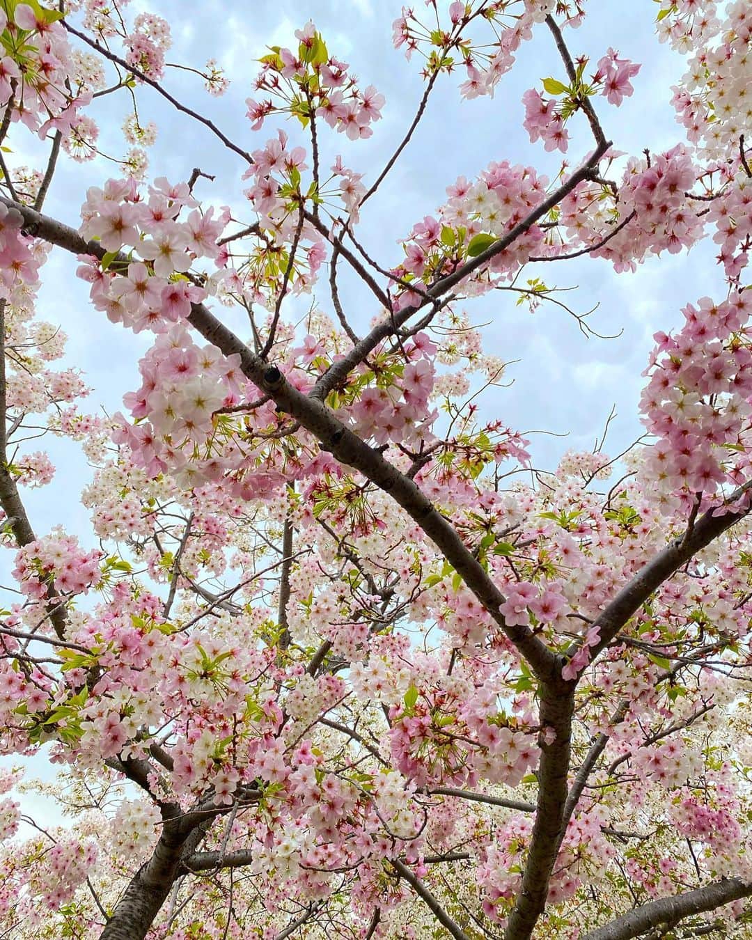 Mai Wakimizuさんのインスタグラム写真 - (Mai WakimizuInstagram)「4月ももう3日。今年の春は私たち家族にとって新生活の始まり♡新しい世界に踏み出すことってこんなにもワクワクとドキドキの連鎖だなんて！毎日良い緊張感に包まれてます♡ お仕事面では、東京でのpopupまでついに1ヶ月切りました！自分一人では絶対に実現出来なかった夢の舞台。これからスケジュールがびっしりなので頑張らないと。息子がまだ小さいので家族をおもいっきり巻き込んで(笑)東京に向かうつもりです！これからpopup情報も沢山発信して行く予定なので、どうかお付き合い頂けると嬉しいです＼(^o^)／ 深呼吸してふと見上げた景色。ついつい呟きたくなりました♡今年は沢山見れた桜、また来年を楽しみに♡ #新生活#桜」4月3日 12時35分 - wakkin__m