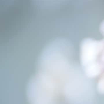 後藤郁さんのインスタグラム写真 - (後藤郁Instagram)「#散り桜」4月3日 12時45分 - kaoru_goto.official