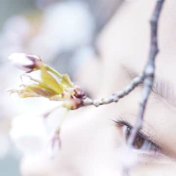 後藤郁のインスタグラム：「#散り桜」