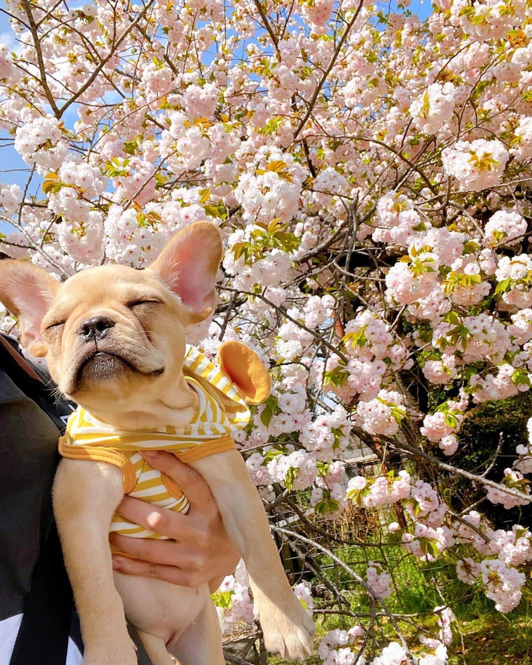 黒ユイさんのインスタグラム写真 - (黒ユイInstagram)「🌸 桜が綺麗な季節になりましたね☺️🌸 お散歩途中で桜を見つけては止まりますが 本格的なお花見したいなぁ🍻🍡🌸」4月3日 13時59分 - yui_my_life
