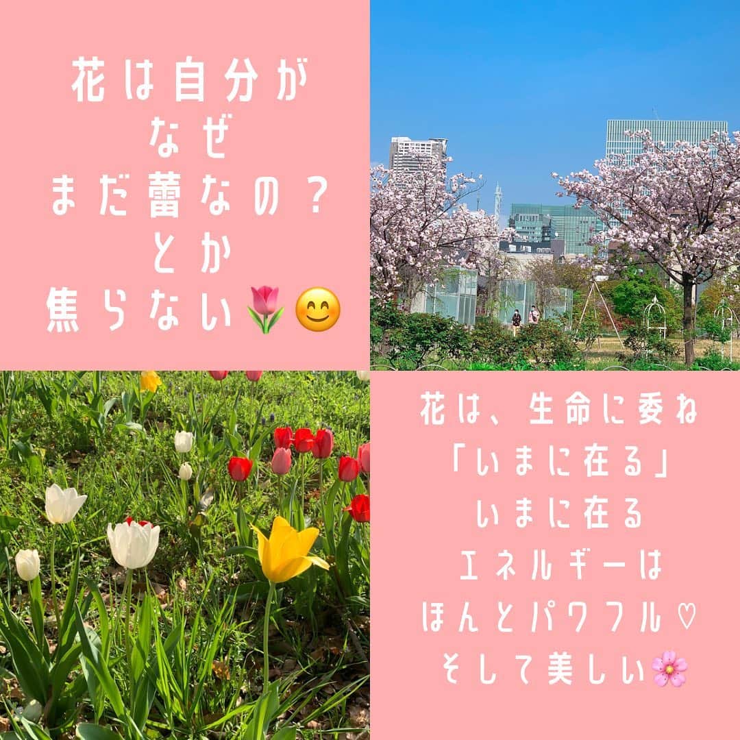 本田裕子さんのインスタグラム写真 - (本田裕子Instagram)「花って、 いまに寛ぎ、 自分に寛いでるなあ🌸 . 花って生命にすべてを委ね いまに在る🌷 . なんで自分はまだ蕾なの？とか、 なんで自分は赤いの？とか、 焦ったり、悩んだりしない。笑 . 潔く、凛としていて美しい♡ . . …… ・自分に寛ぐ ・いまに寛ぐ . ↑これは、 ただダラダラする訳でもなく ただ時間を持て余すでもなく 何も掴まず、とらわれない。 . そして、 保守的でもなく 活気闊達＆自由闊達。 . . …… 大切なことは 自然が教えてくれる。 . 自然を感じ、 ただ耳をすまし 心を静かにして 内なる声を聞く。 . すると、 私たちは既に 愛の中にあることがわかる。 . 愛の中では 個人の「私（自我）」は 溶けている♡ . と同時に、 真に「生」を生きている。 . . …… 最後に、 OSHOの言葉を↓引用します。 . 『愛のなかで死になさい。それは自我のなかで生きるよりはるかにすばらしい。それは自我のなかで生きるよりはるかに真実だ。自我のなかでの生は、愛のなかでの死だ。自我のなかでの死は、愛のなかでの生だ。憶えておきなさい。自我を選ぶとき、あなたはほんとうの死を選んでいる。』 . . まさに！！✨ . 合掌🙏☺️💓 . …… #花 #桜 #自然 #自然から学ぶ #感じる #生命 #委ねる #いまに在る #自分に寛ぐ #いまに寛ぐ #潔く #凛と #美しい #活気闊達 #自由闊達 #愛の中 #自分不在 #私はいない #愛に抱かれて #既にある #自我 #OSHO #本田裕子」4月3日 16時54分 - rinrin_yuko