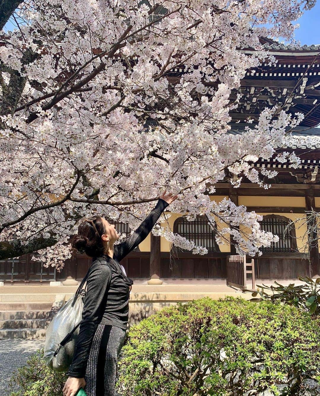 メロディー洋子さんのインスタグラム写真 - (メロディー洋子Instagram)「🌸」4月3日 16時59分 - melody.yoko