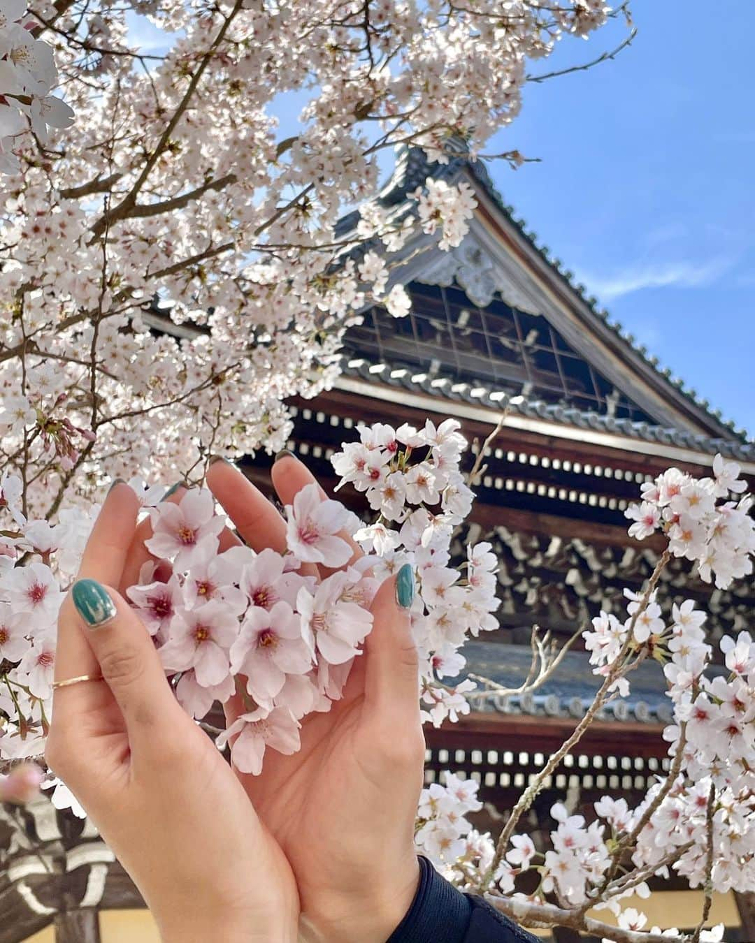 メロディー洋子さんのインスタグラム写真 - (メロディー洋子Instagram)「🌸」4月3日 16時59分 - melody.yoko