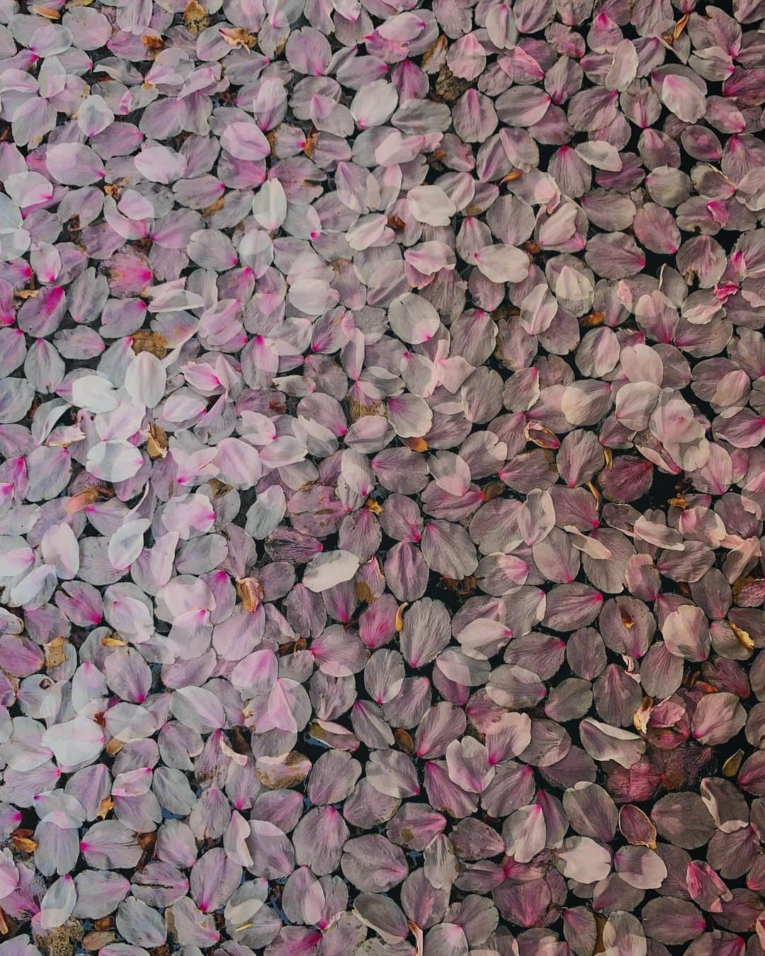 澤田友美さんのインスタグラム写真 - (澤田友美Instagram)「. 今年もここがきれいだった🌸 . . #cherryblossom #petal #japan #tokyo」4月3日 16時59分 - tomomi__sawada