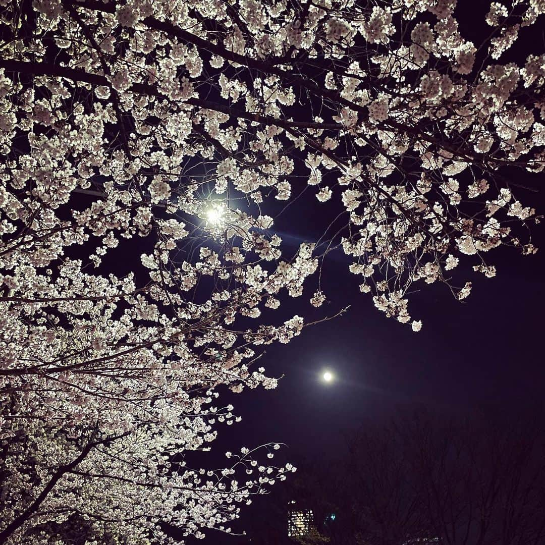 チョン・ヘビンさんのインスタグラム写真 - (チョン・ヘビンInstagram)「🌸🌸🌸🌸🌸 벚꽃엔딩이 될수 있을까요? #오케이광자매 #벚꽃다떨어지는 #봄비내리는오늘밤 #본방사수🌸」4月3日 17時47分 - heavenbin83