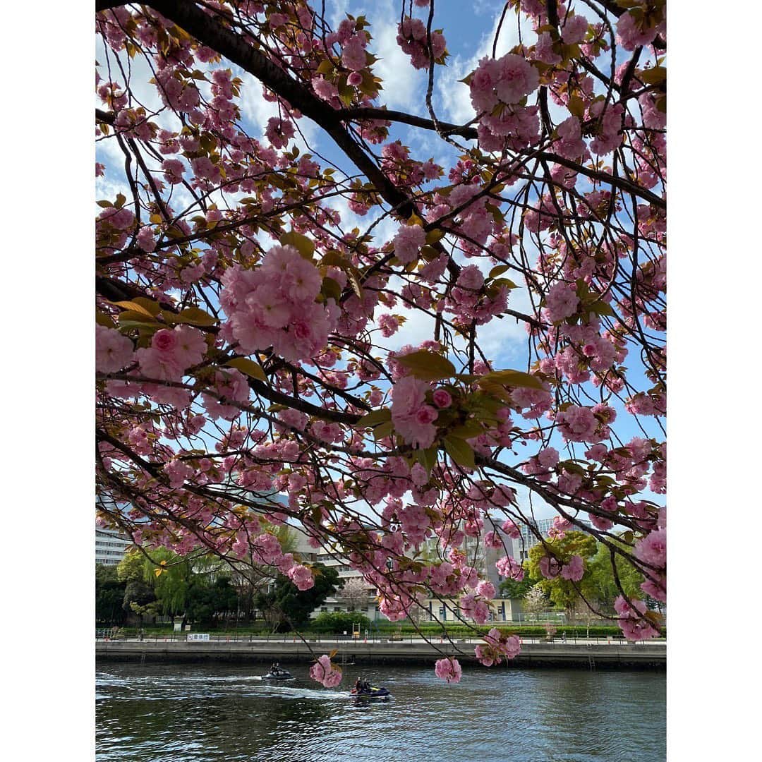 加藤圭さんのインスタグラム写真 - (加藤圭Instagram)「天王洲アイルの 運河の桜が きれいでした ~~ ✿ ✿💞 さくら かわいい (*´﹀`*)  撮影会の時に桜撮ってるのを(笑)撮ってもらった写真だよ ~ 🌸  #さくら #portrait #nicephoto #beautiful #beauty #camera #girl #cameragirl #cherryblossom #japan #桜 #写真好きな人と繋がりたい #love #instagood #pic #加藤圭」4月3日 17時55分 - kei_kato_