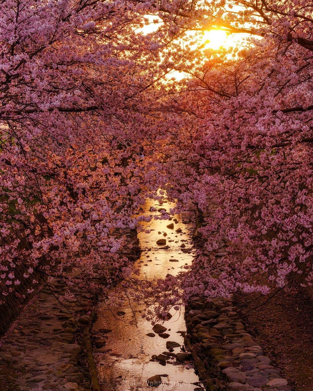 Takefumi Tezkaのインスタグラム：「✴︎今日で桜も終わりそう🥺 ✴︎  ✴︎ ✴︎兵庫県」
